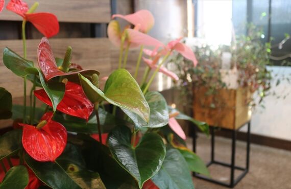 介護脱毛は新常識⁉メンズエステStrada